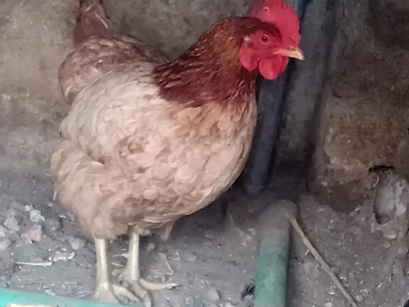 golden misri eggs laying hens available — photo 6