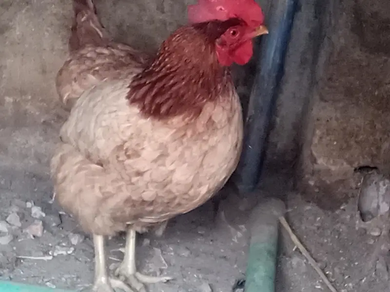 golden misri eggs laying hens available — photo 7
