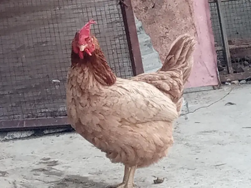 golden misri eggs laying hens available — photo 8