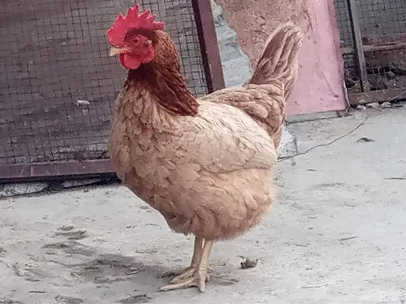golden misri eggs laying hens available — photo 9
