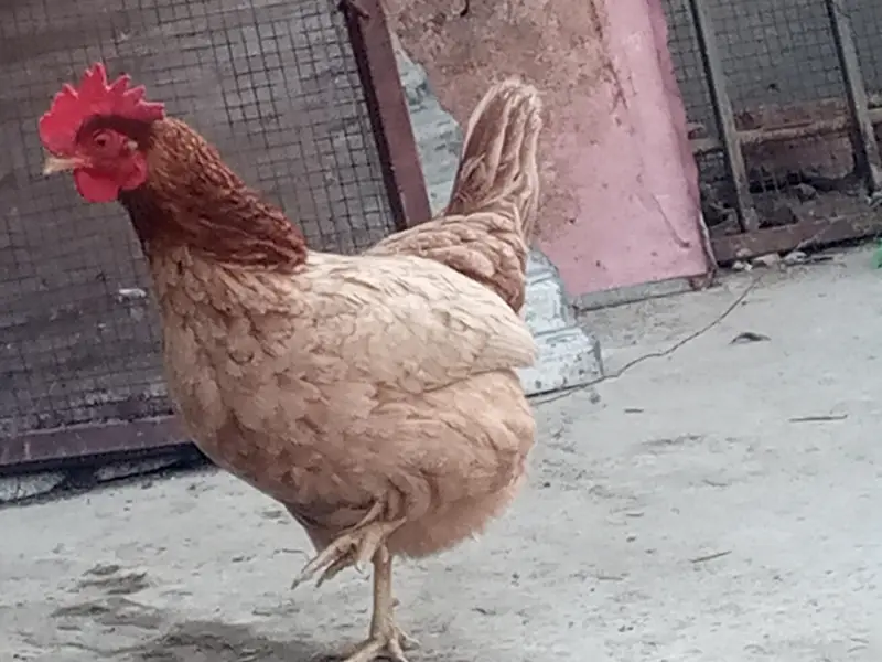 golden misri eggs laying hens available — photo 10