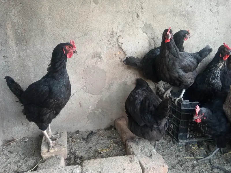 golden misri eggs laying hens available — photo 11