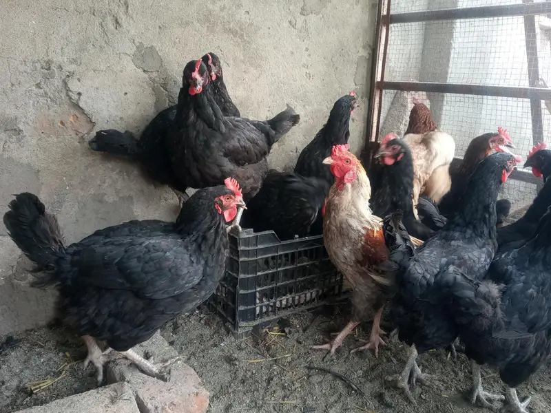 golden misri eggs laying hens available — photo 12