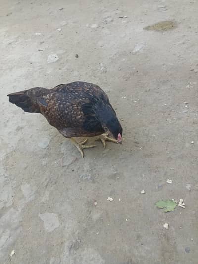 dese hera