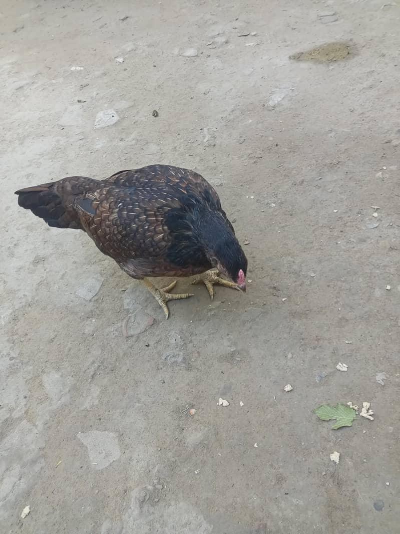 dese hera 0