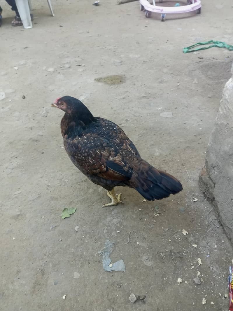 dese hera 2