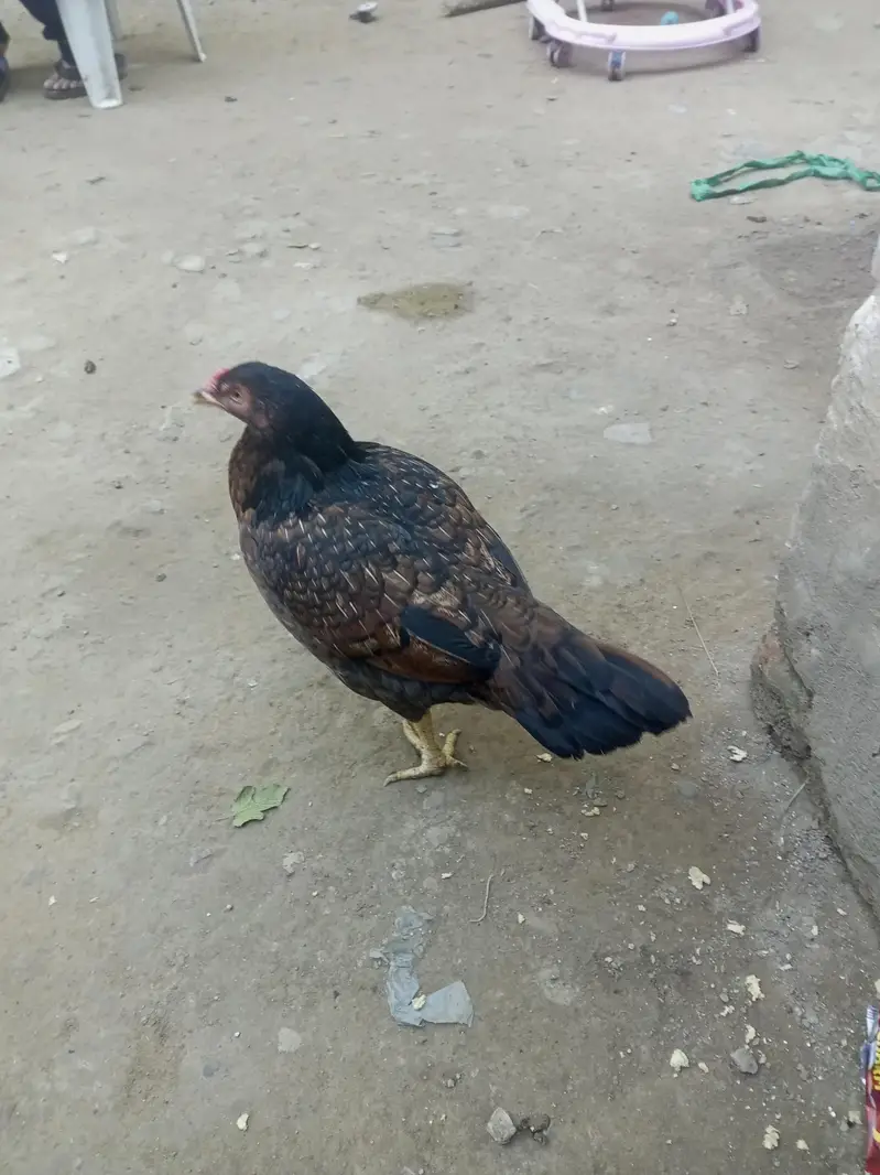 dese hera — photo 3