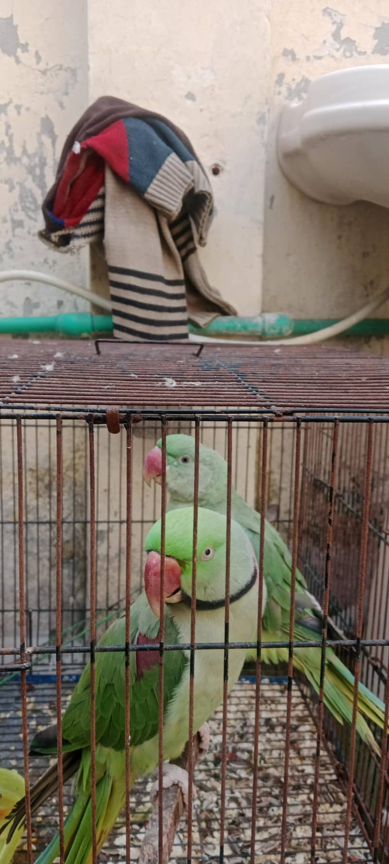 میں اپنے طوطے سیل کرنا چاہتا ہوں کسی نے لینے ہو تو رابطہ کریں 0