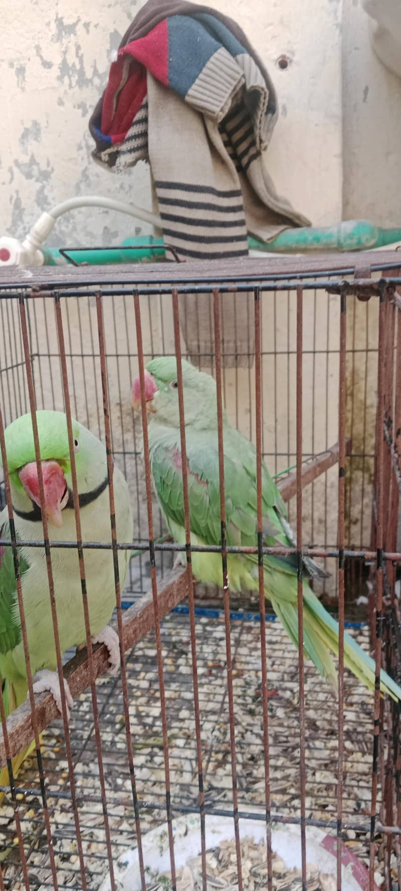 میں اپنے طوطے سیل کرنا چاہتا ہوں کسی نے لینے ہو تو رابطہ کریں 2