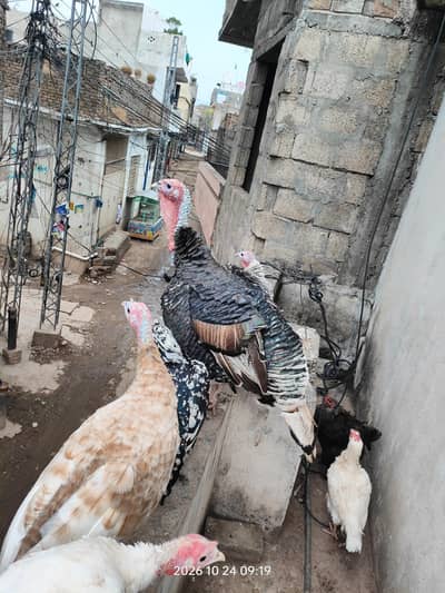 Turkey Male