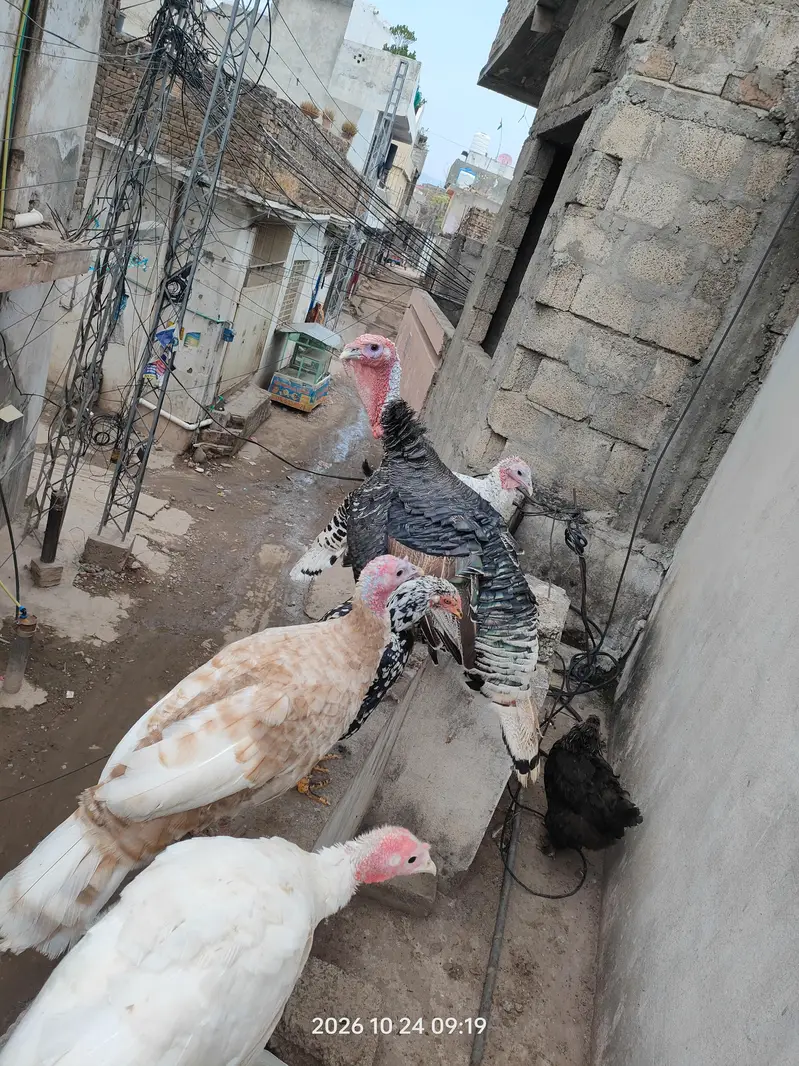 Turkey Male — photo 2