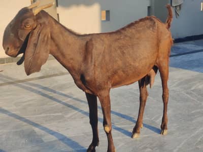 Beetal Bakri For Sale | Desi Beetal Goad | Female Bakri For Sale