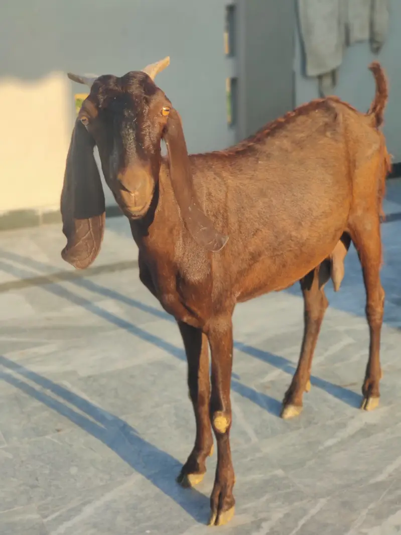 Beetal Bakri For Sale | Desi Beetal Goad | Female Bakri For Sale — photo 2
