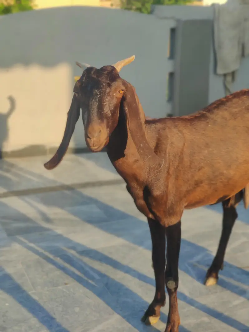 Beetal Bakri For Sale | Desi Beetal Goad | Female Bakri For Sale — photo 3