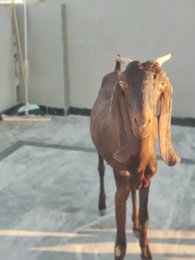 Beetal Bakri For Sale | Desi Beetal Goad | Female Bakri For Sale — photo 4