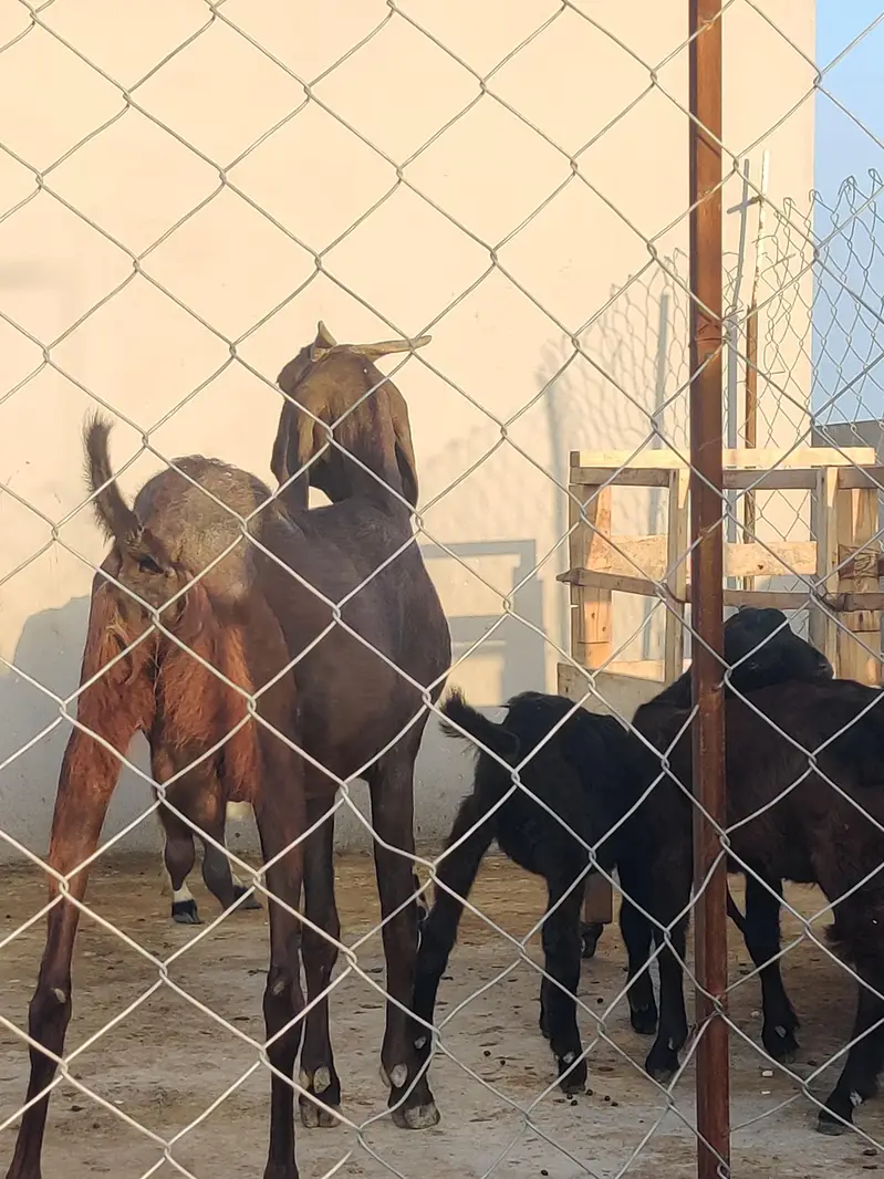 Beetal Bakri For Sale | Desi Beetal Goad | Female Bakri For Sale — photo 5
