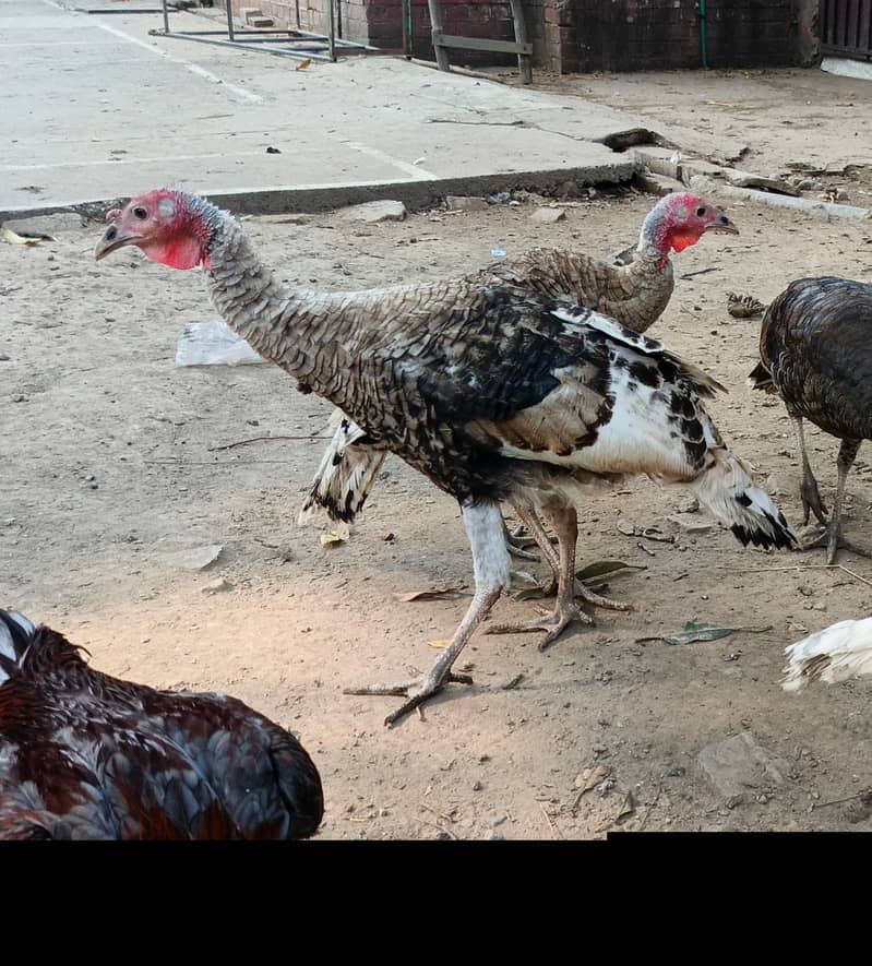 Young Turkey pathy 0