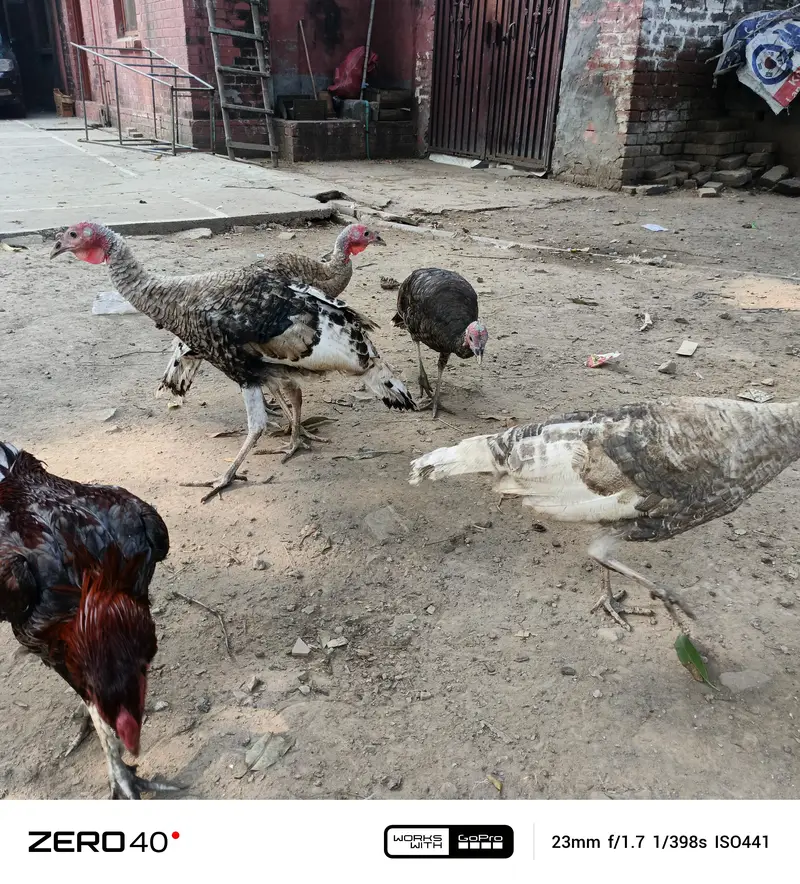 Young Turkey pathy — photo 2