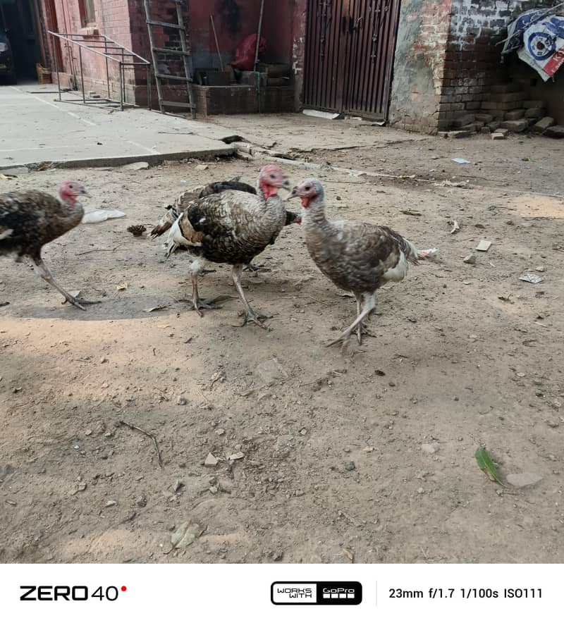 Young Turkey pathy 2