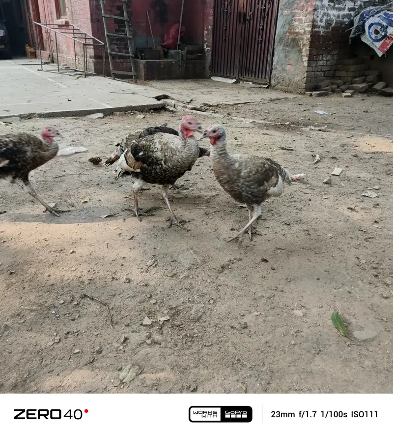 Young Turkey pathy — photo 3