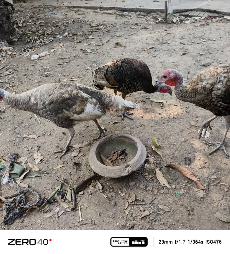 Young Turkey pathy 3