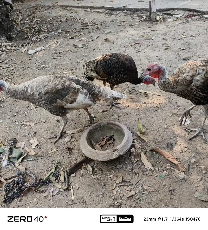 Young Turkey pathy — photo 4