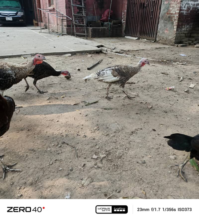 Young Turkey pathy 5