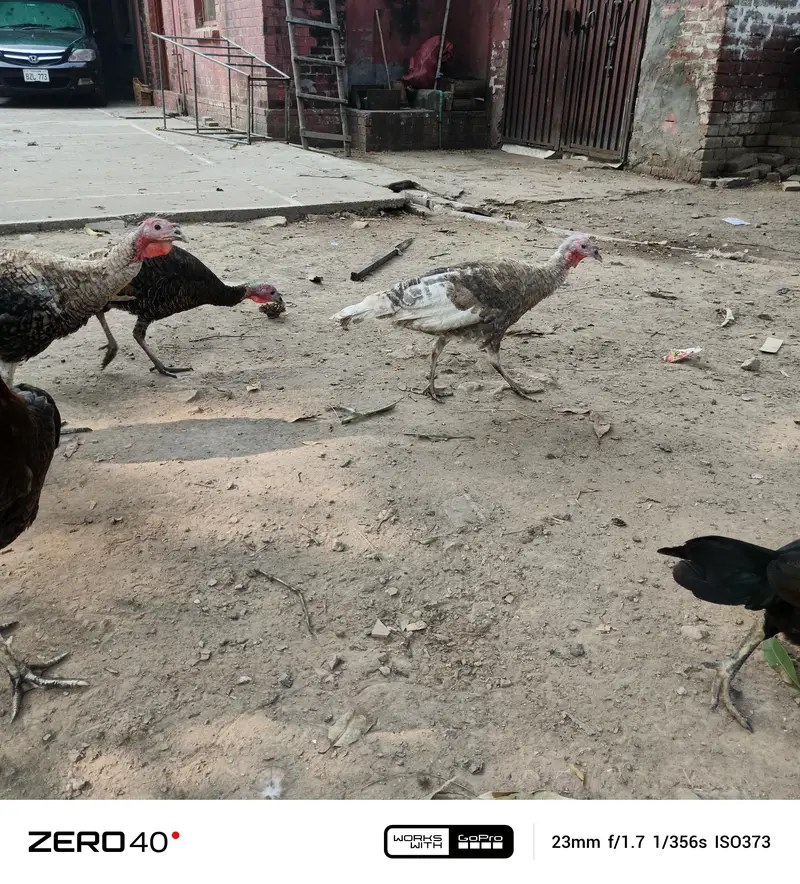 Young Turkey pathy — photo 6