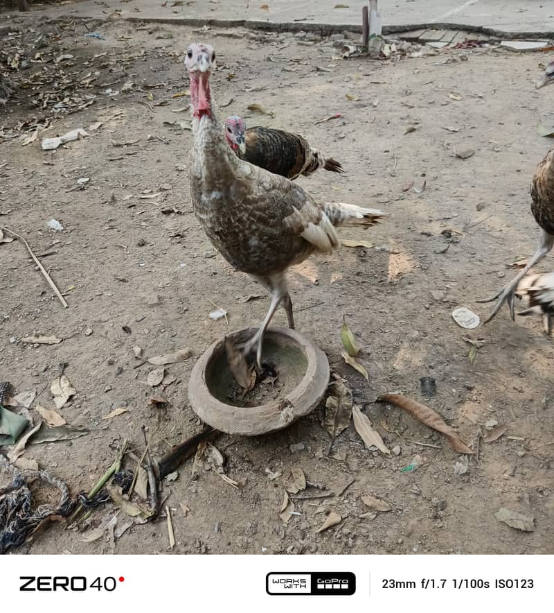 Young Turkey pathy 6