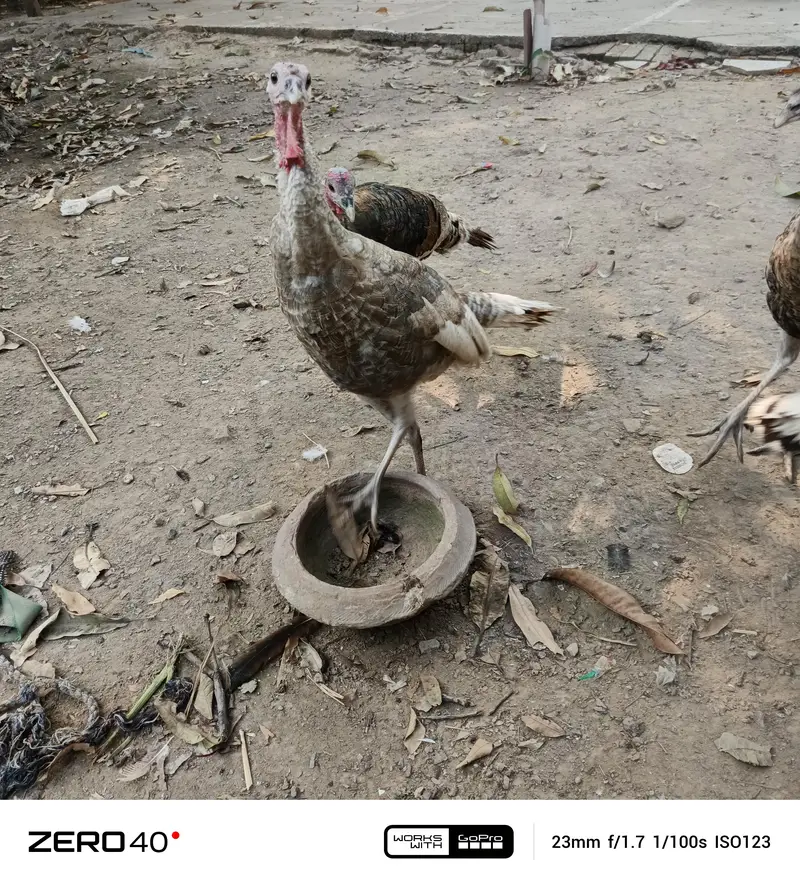 Young Turkey pathy — photo 7