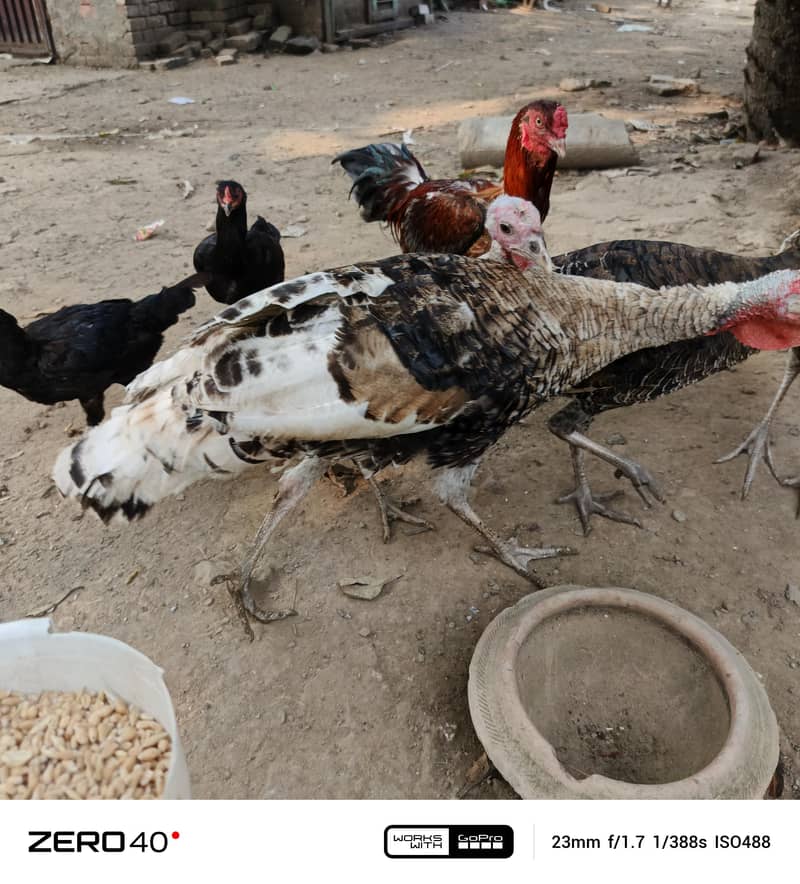 Young Turkey pathy 7