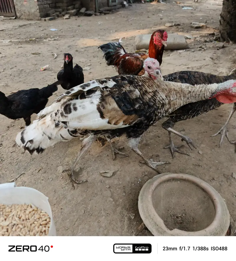 Young Turkey pathy — photo 8
