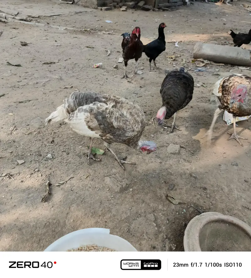 Young Turkey pathy — photo 9