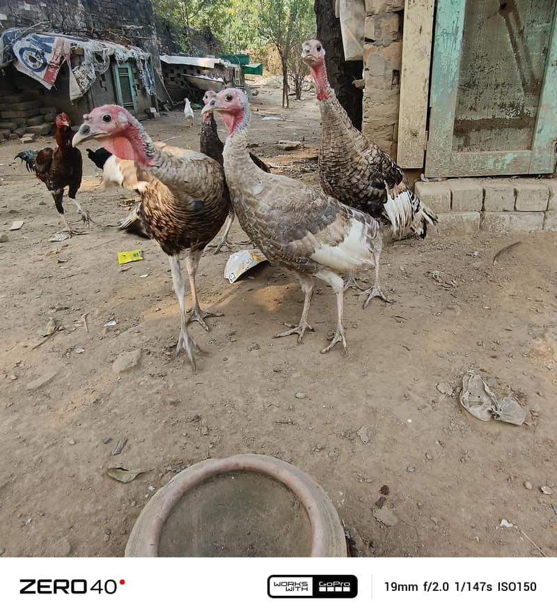 Young Turkey pathy 9