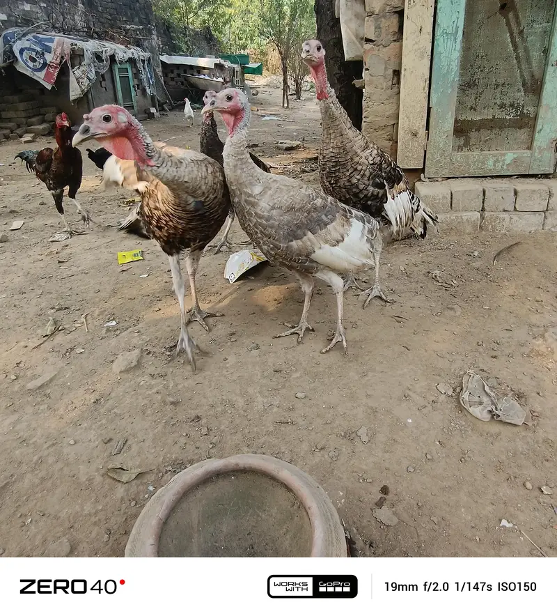 Young Turkey pathy — photo 10
