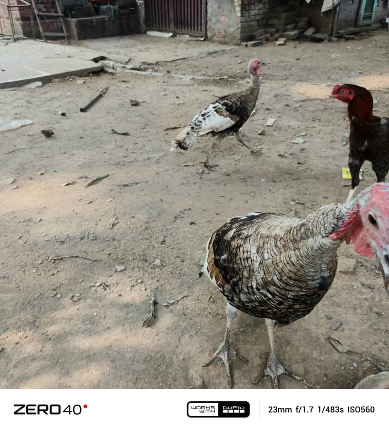 Young Turkey pathy 10