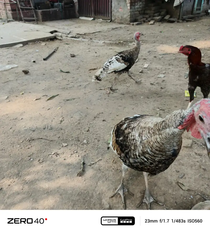 Young Turkey pathy — photo 11