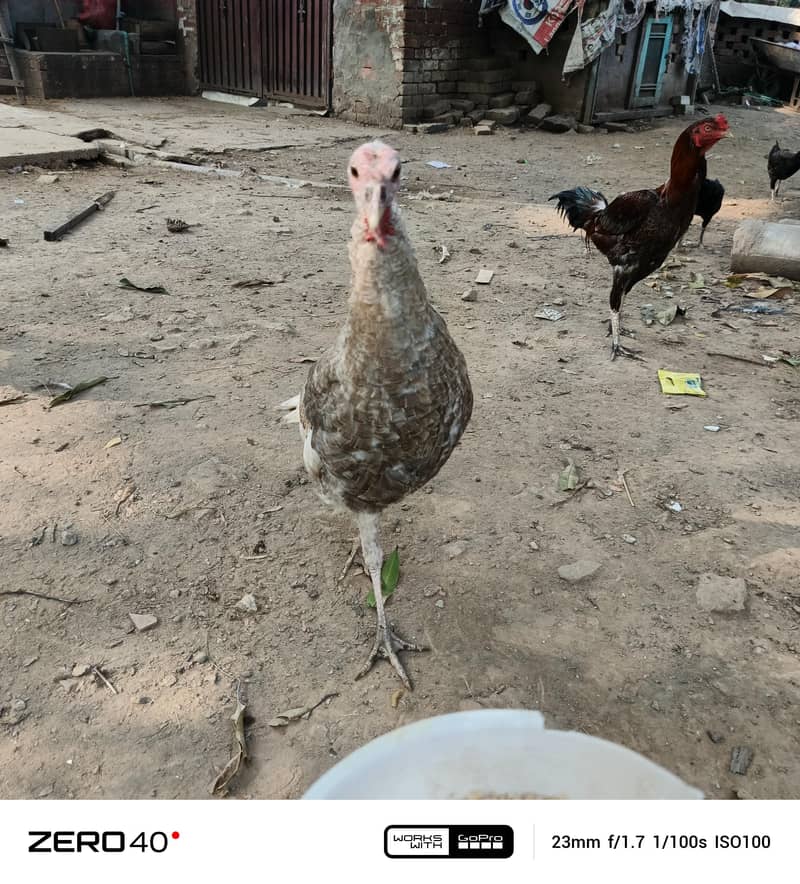 Young Turkey pathy 11