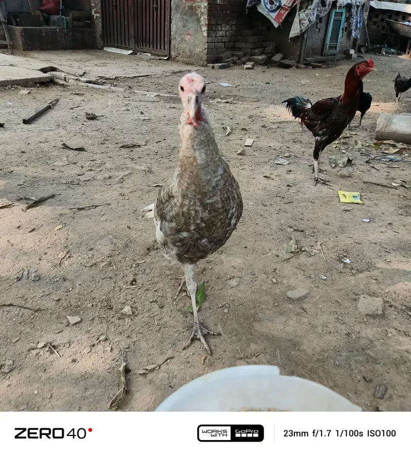 Young Turkey pathy — photo 12
