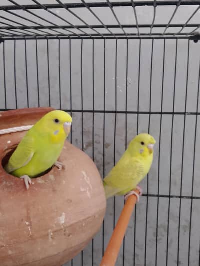 BUDGIE