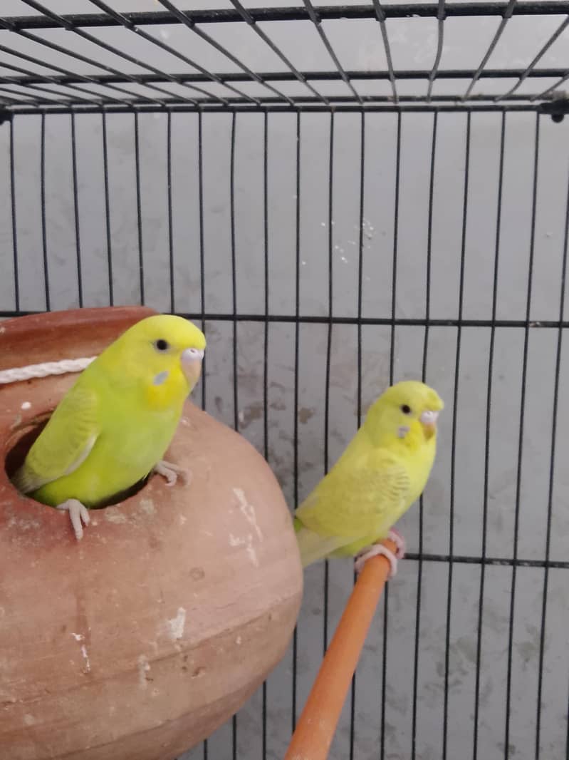 BUDGIE 0