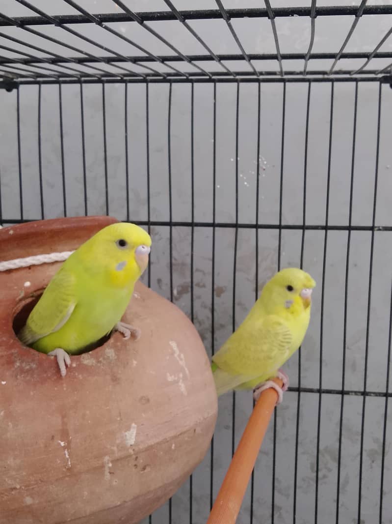 BUDGIE 1