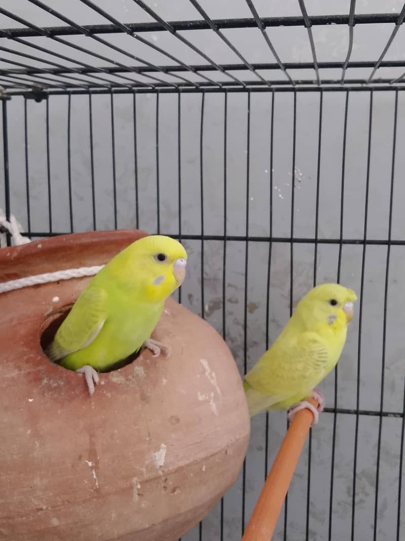 BUDGIE 2