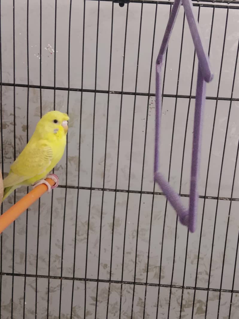 BUDGIE 3