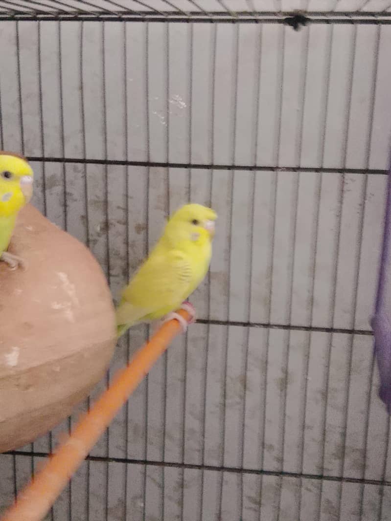 BUDGIE 4