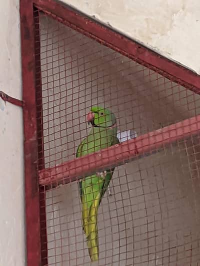 green parrot