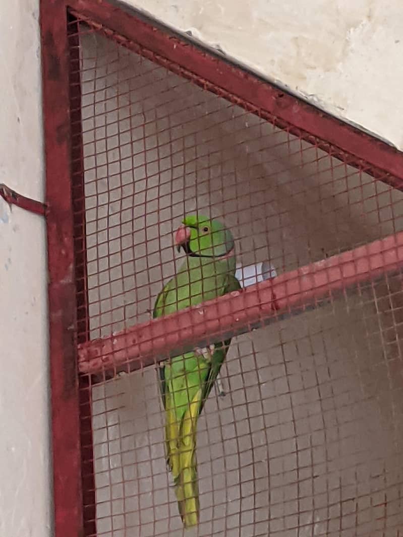 green parrot 0