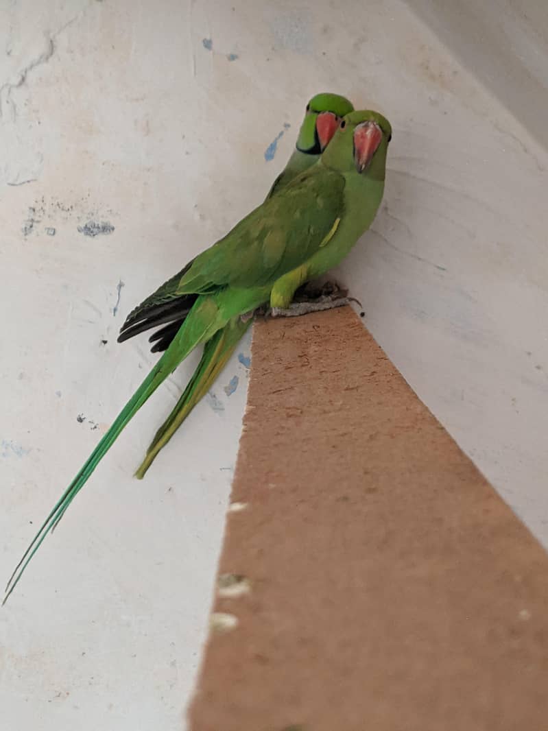green parrot 1