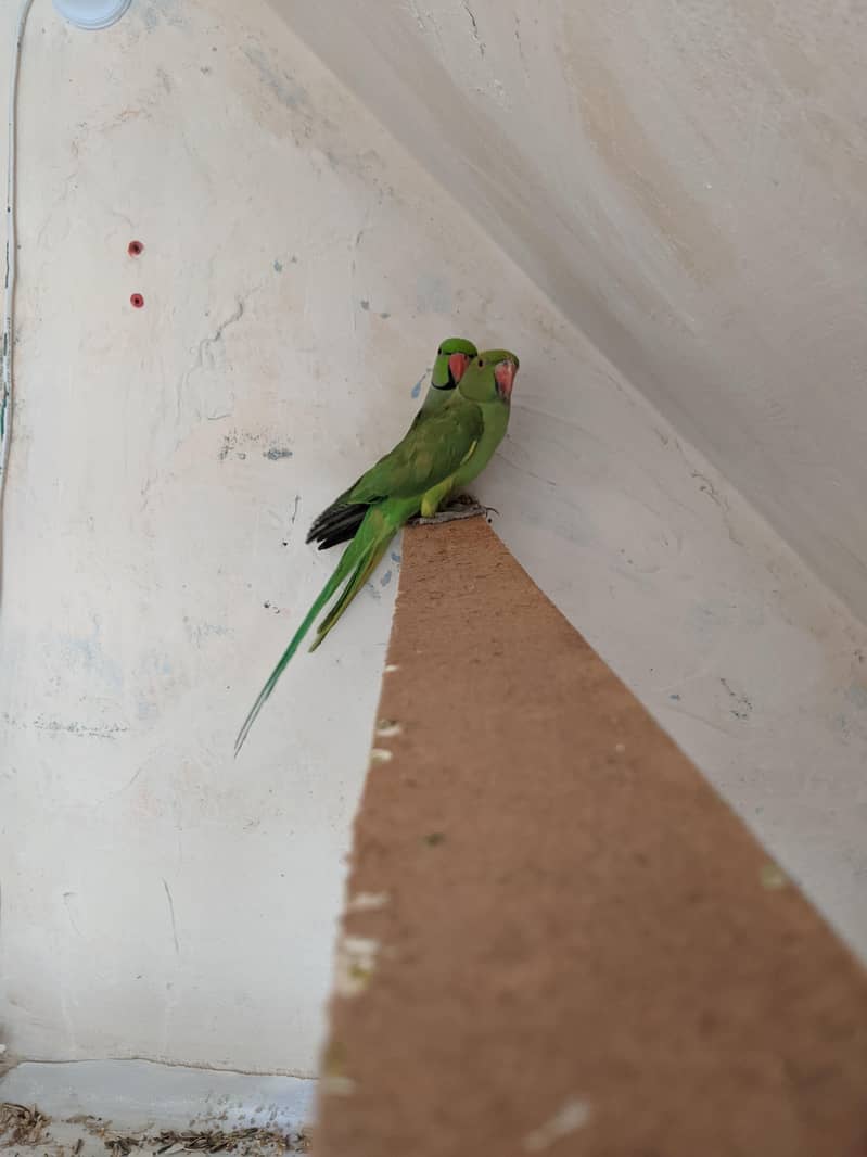 green parrot 2