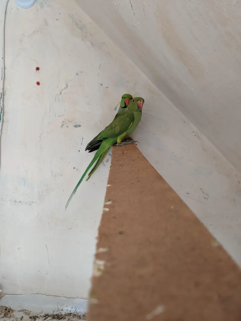 green parrot — photo 3